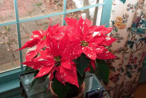«рождественская звезда» угасает: что делать, если пуансеттия болеет и сбрасывает листья в декабре?