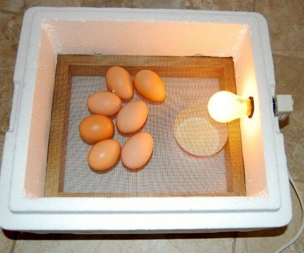 Самодельный инкубатор для яиц — инструкция