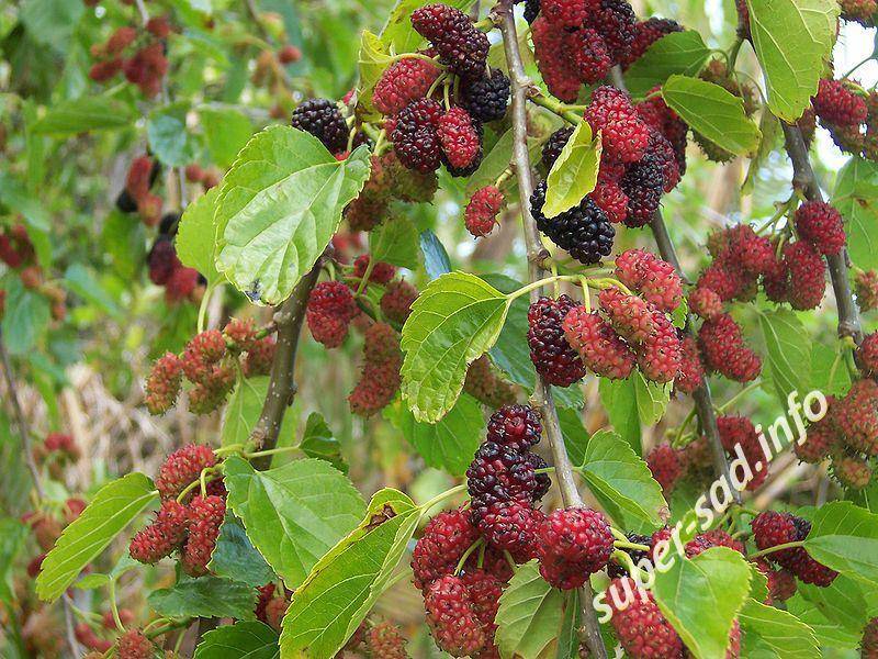 Шелковица: фото, описание сортов, полезные свойства ягод