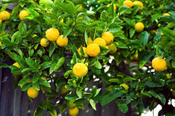 Комнатный лимон: выращивание
