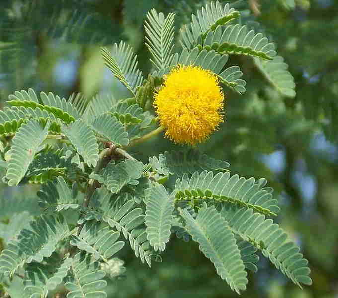 Вечнозеленое дерево акация серебристая (мимоза)