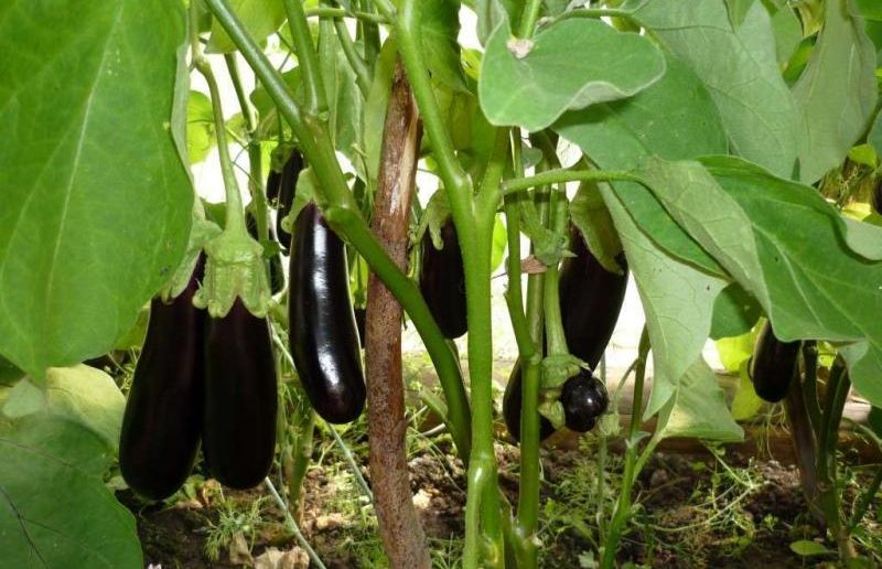 Основные особенности выращивания баклажанов