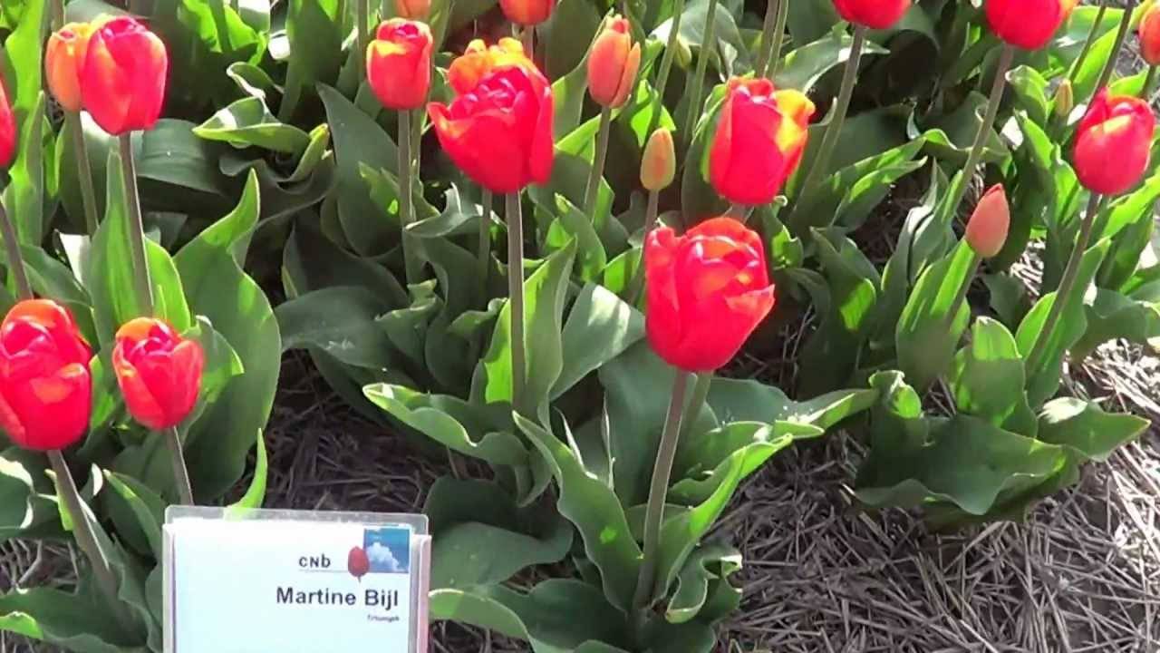 Тюльпан (tulipa). описание, виды и выращивание тюльпанов