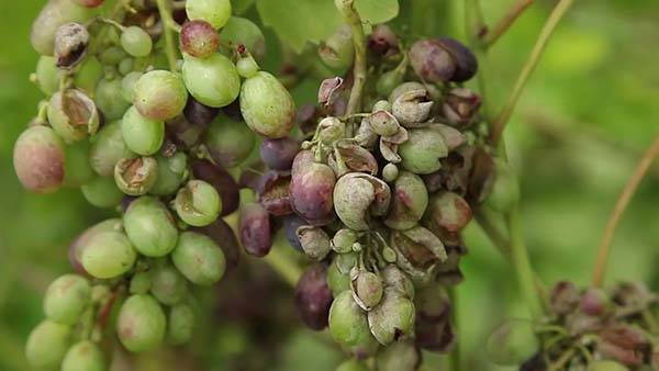 Лечение и профилактика милдью и оидиума на винограде (борьба и обработка)