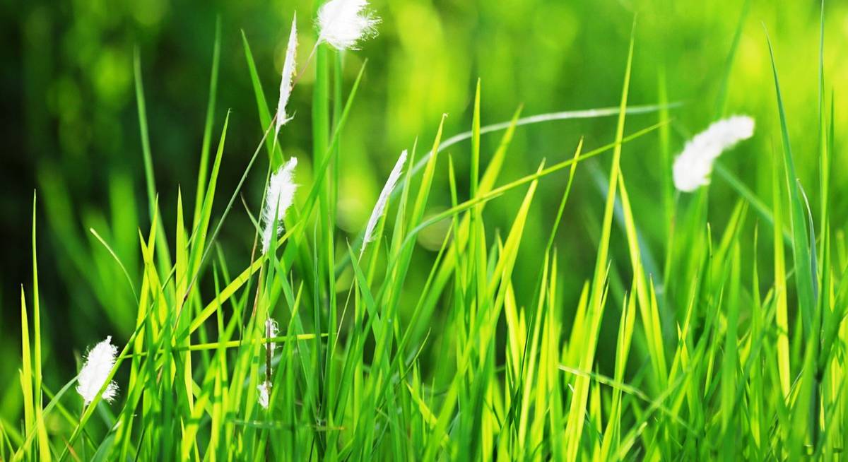Посадка газонов: основные правила и полезные советы. как посеять газонную траву