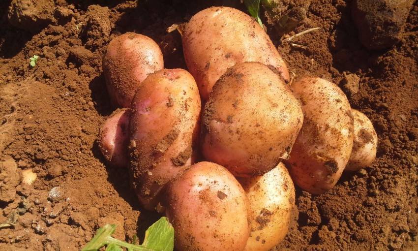 Полезный совет. как получить урожай раннего картофеля уже в конце июня