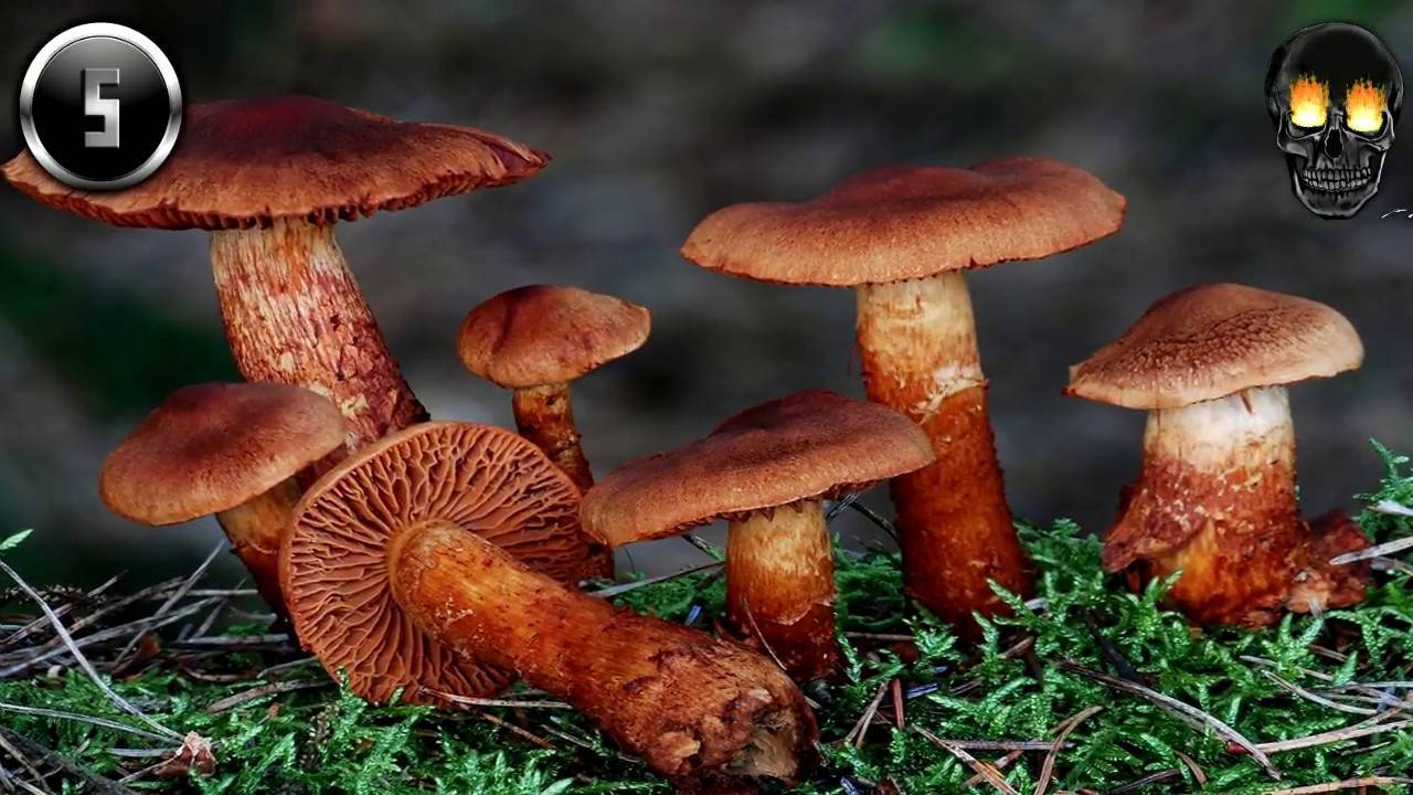 Ядовитые грибы: подборка самых опасных видов с фото