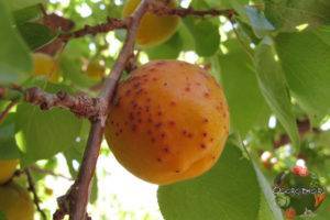 Как избавиться от тли на абрикосах. чем обработать абрикос от вредителей и болезней