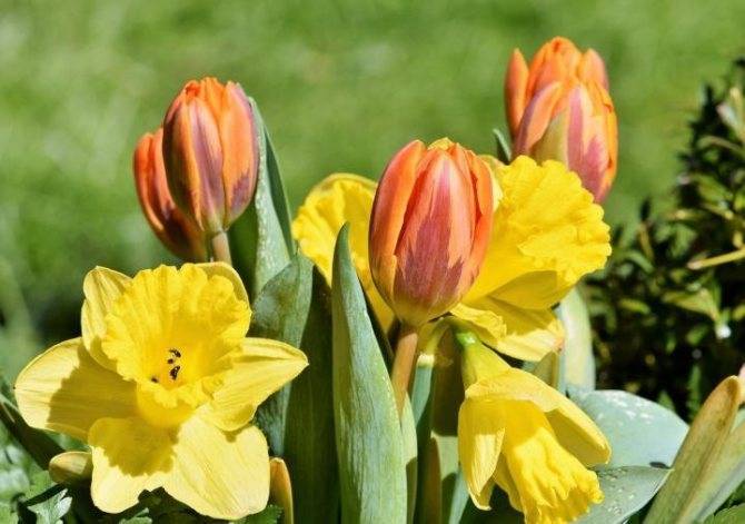 Чем можно подкормить тюльпаны по весне?