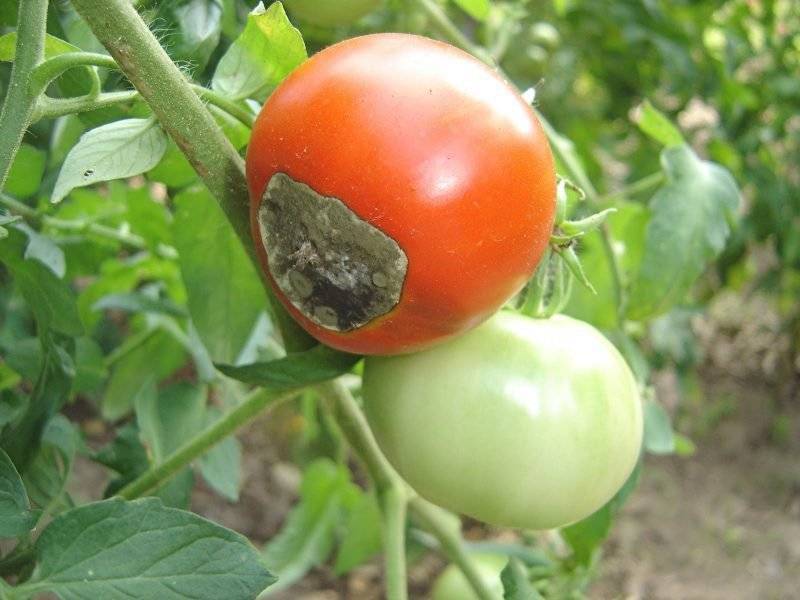 Болезни помидоров в открытом грунте и борьба с ними