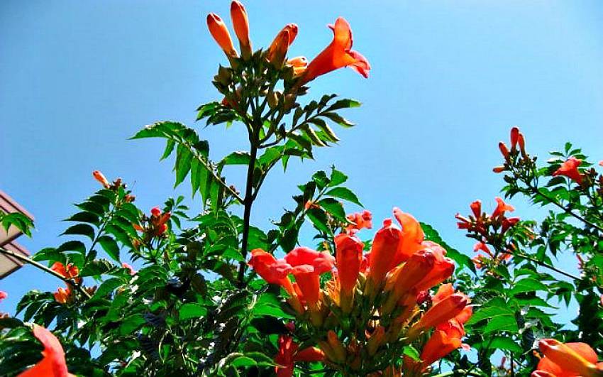 Кампсис лиана (campsis) — укореняющийся, крупноцветковый, гибридный виды