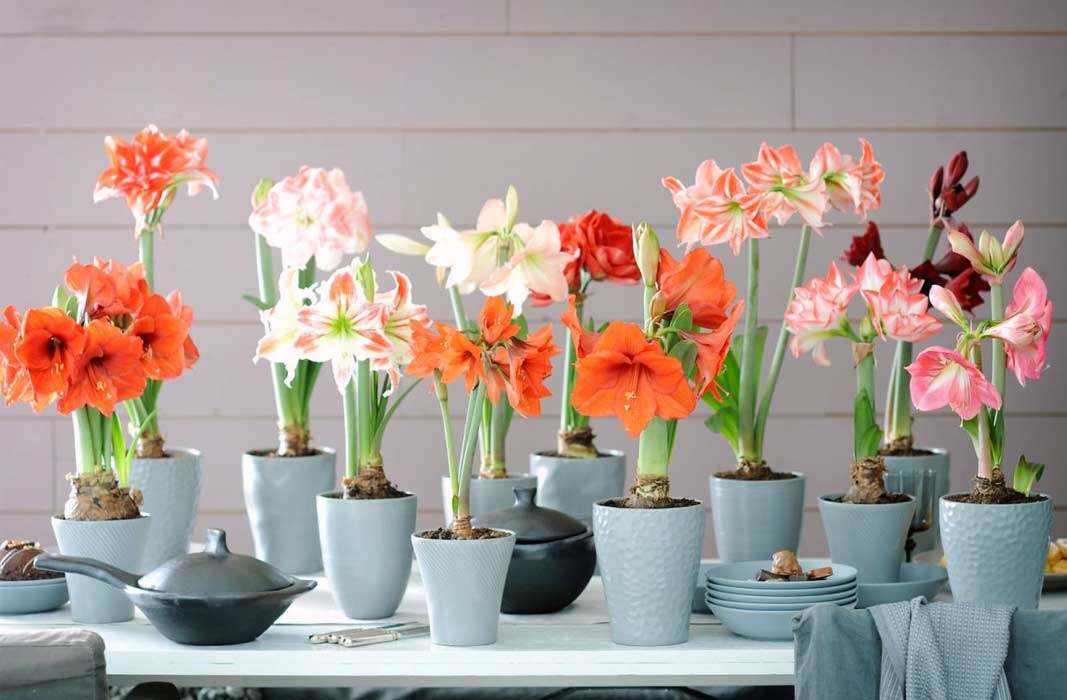 Цветущие комнатные растения, с которыми справится даже новичок