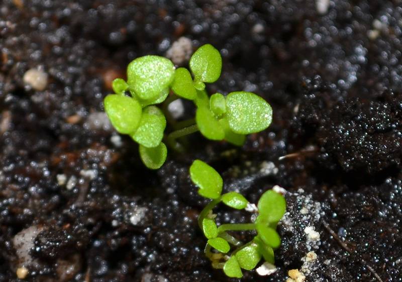 Выращивание лобелии ампельной из семян и правила ухода за рассадой