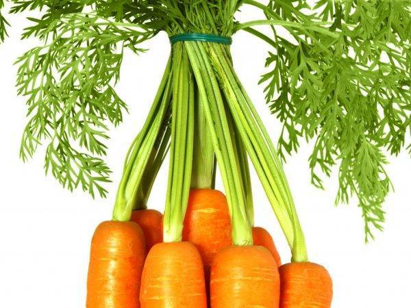 Какая бывает морковь – все о сортах и их использовании в кулинарии