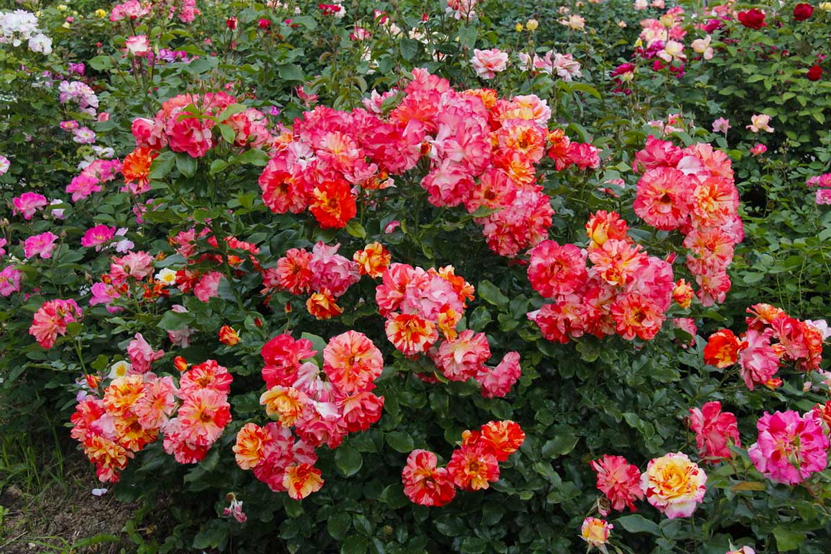 Описание полиантовых сортов роз, уход и выращивание из семян и черенков