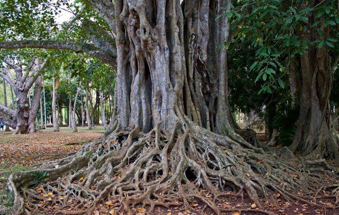 Эбеновое дерево – что это такое, основные характеристики, существующие виды, особенности обработки
