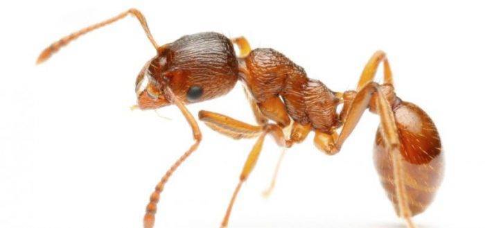 Отрава для муравьев из борной кислоты: рецепты смертельного угощения