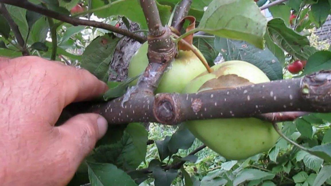 Как привить яблоню летом – пошаговая инструкция для начинающих