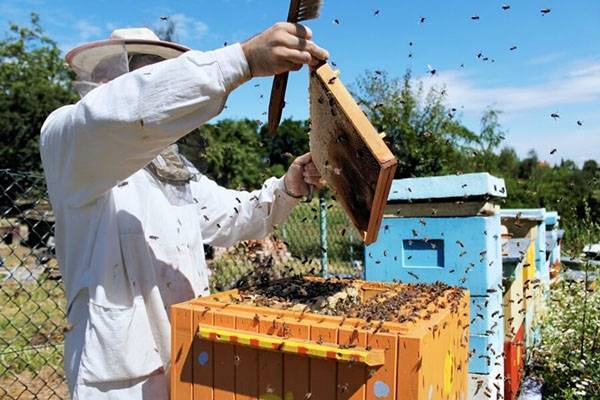 Как пересадить пчел в чистый улей весной?