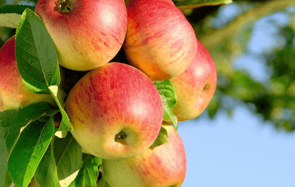 Рассказываем, почему не плодоносит колоновидная яблоня и что делать?