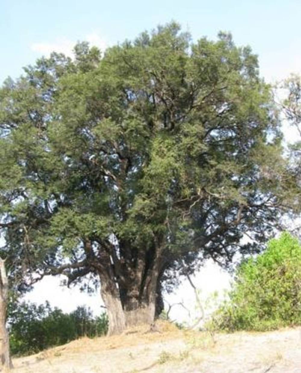 Дерево черное (эбеновое дерево): свойства, применение