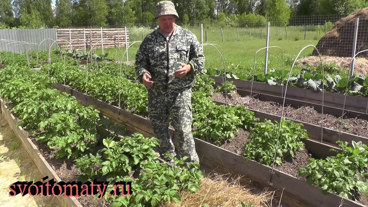 Основные правила и преимущества выращивания картофеля под соломой