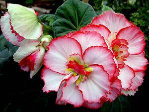 Бегония махровая — очаровательный и чувствительный цветок