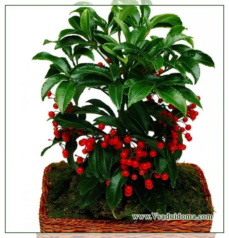 Комнатное растение ардизия: уход в домашних условиях, особенности выращивания и рекомендации