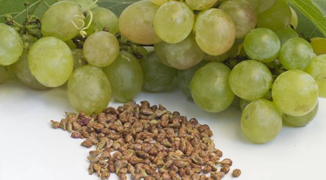 Выращивание винограда из семян дома — можно ли в горшке