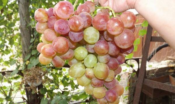 Новые и старые сорта винограда (часть 3)