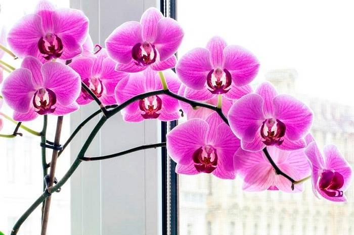 Рекомендации, чем подкармливать орхидею фаленопсис: корневин, глюкоза, витамины