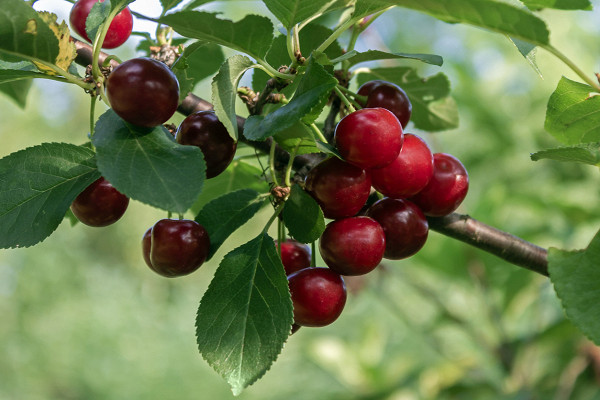 Болезни вишни и вредители – как предотвратить и чем лечить