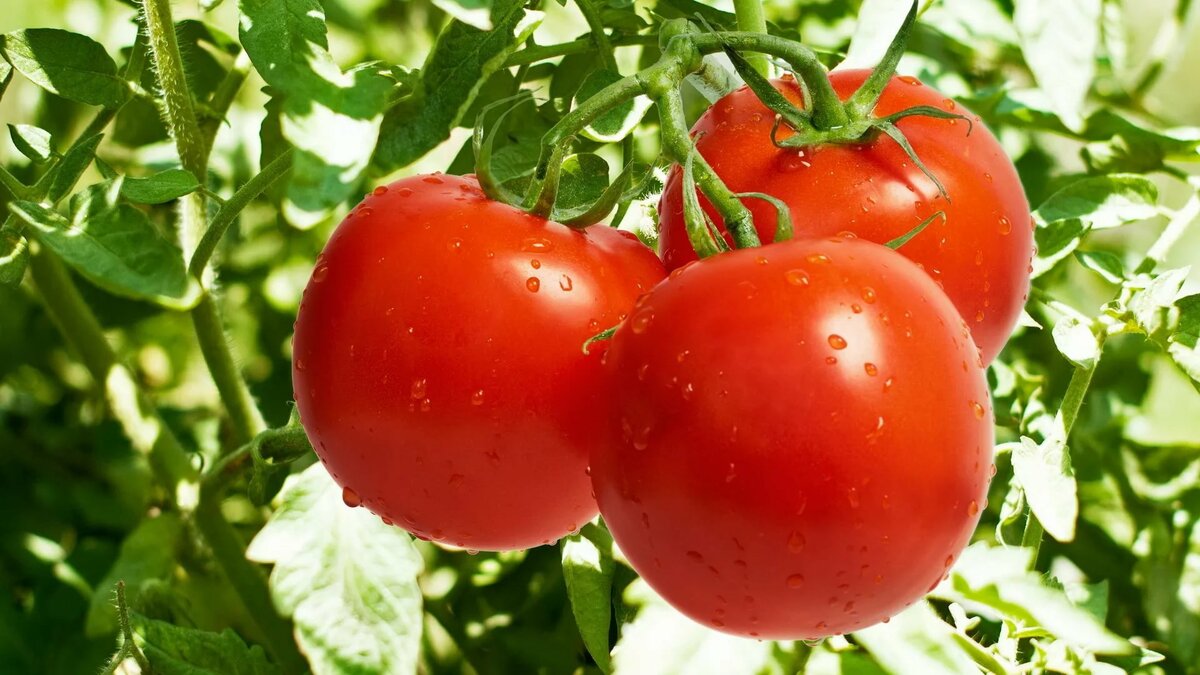 Чем подкормить рассаду помидор и огурцов