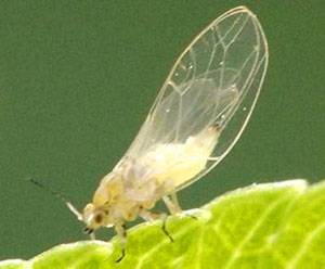 Морковная муха: как избавиться? как правильно бороться с ней?