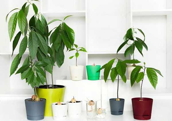 Как вырастить дома дерево авокадо: комнатное авокадо из косточки