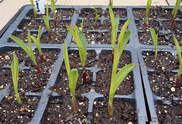 Выращивание кукурузы на даче — королева полей для нечерноземья
