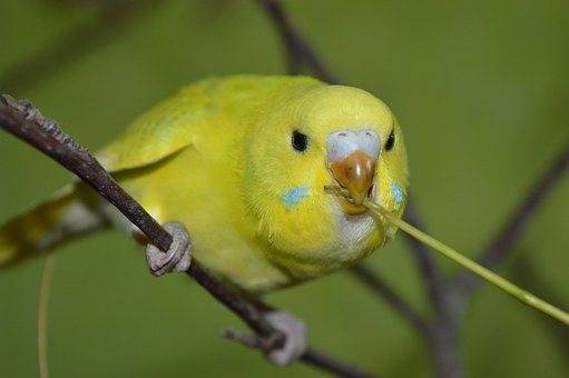Правильный рацион питания волнистых попугайчиков