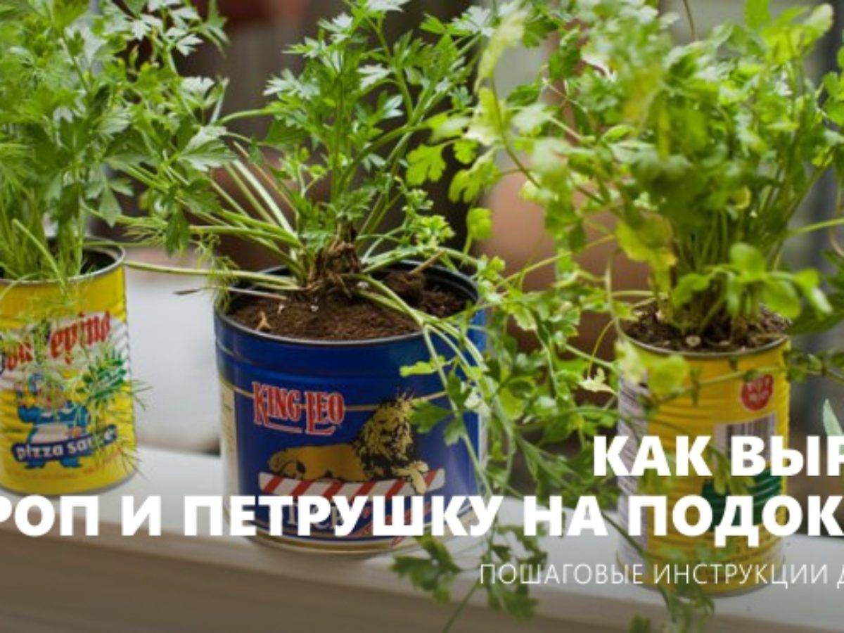 Укроп на подоконнике — выращивание из семян зимой в квартире или дома