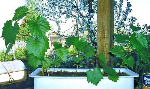 Выращивание виноградной лозы из косточки