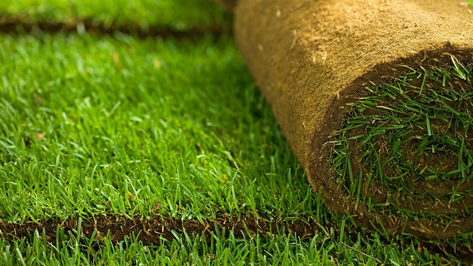 Рулонный газон: преимущества, особенности, укладка