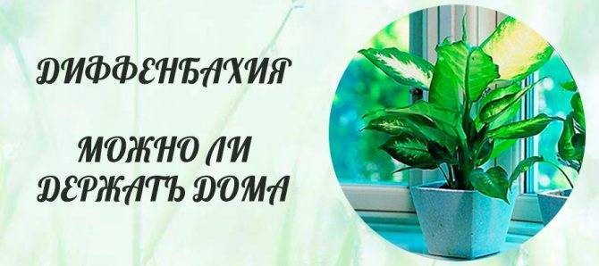 Диффенбахия: почему нельзя держать дома
