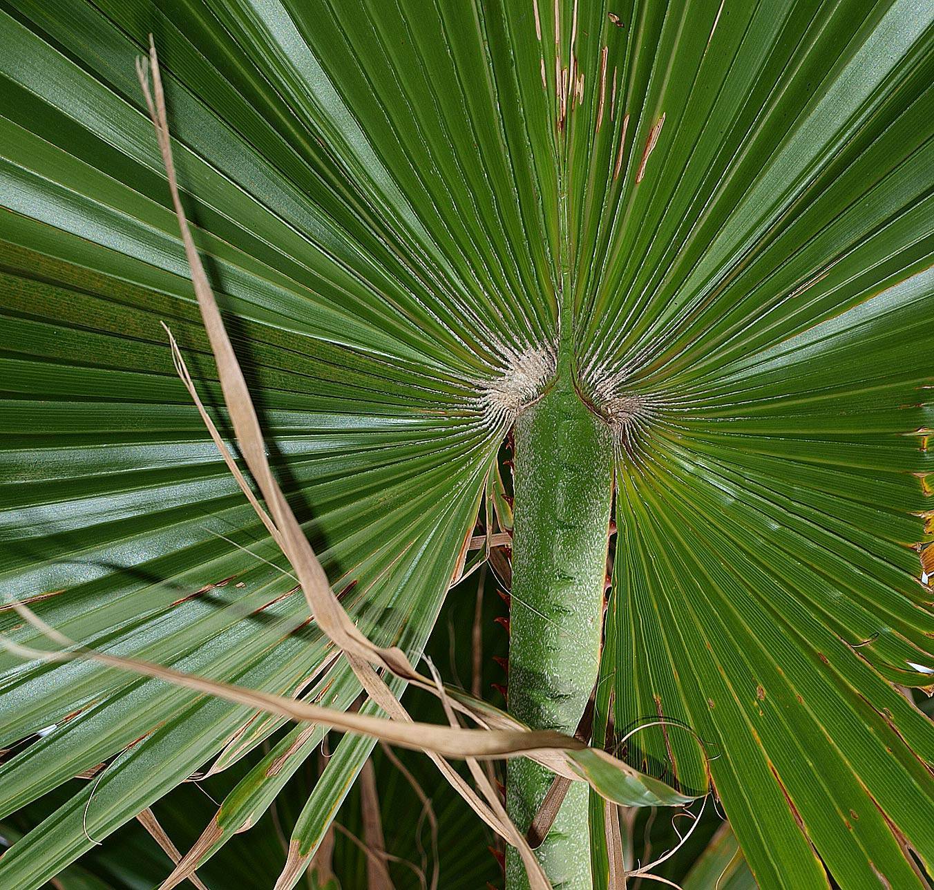 Как вырастить у себя дома веерную пальму вашингтонию?