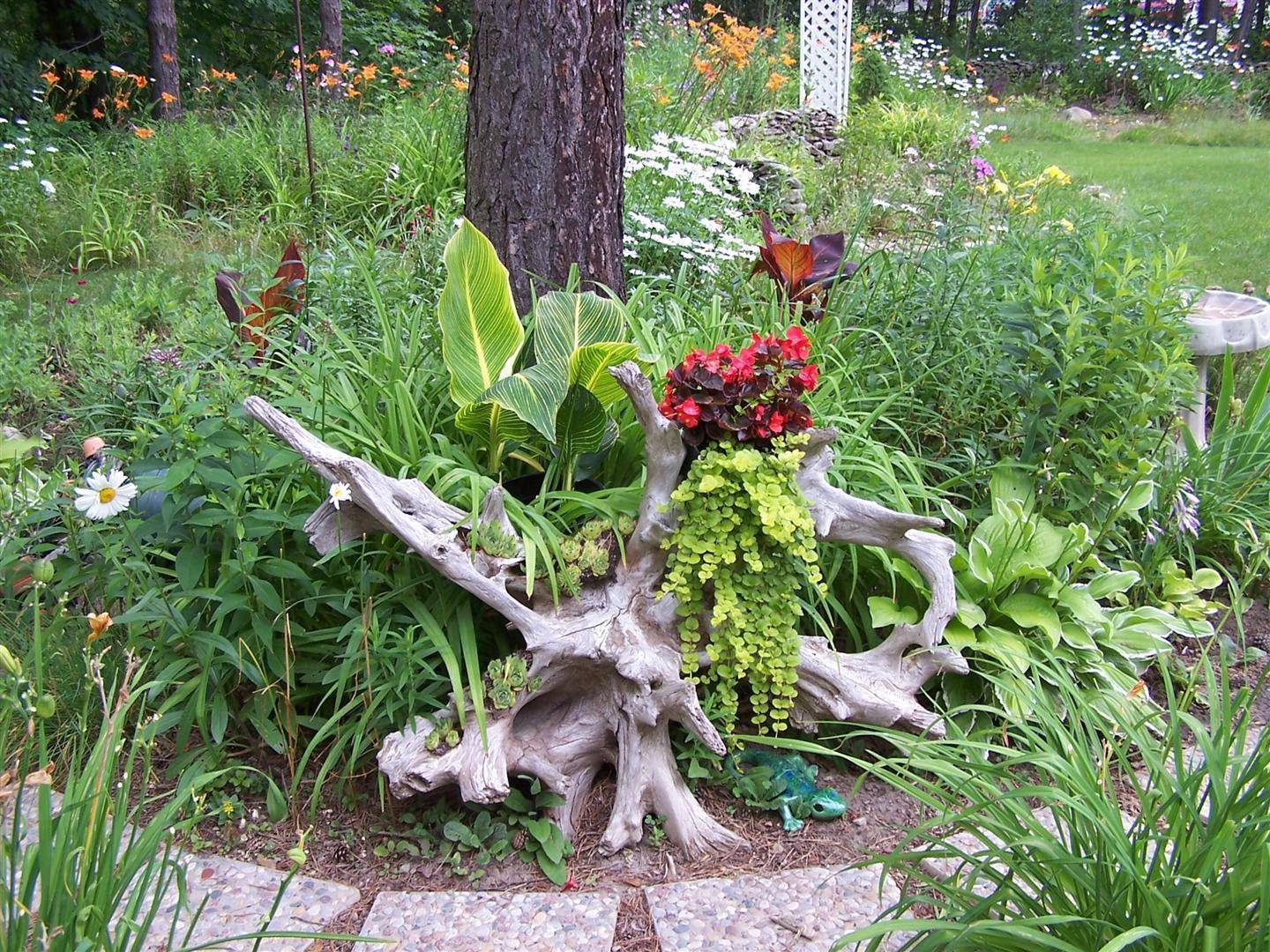 Удивительный рутарий – сад корней на вашем участке. рутарий на участке — фото и примеры старые пни и коряги рутарий в саду