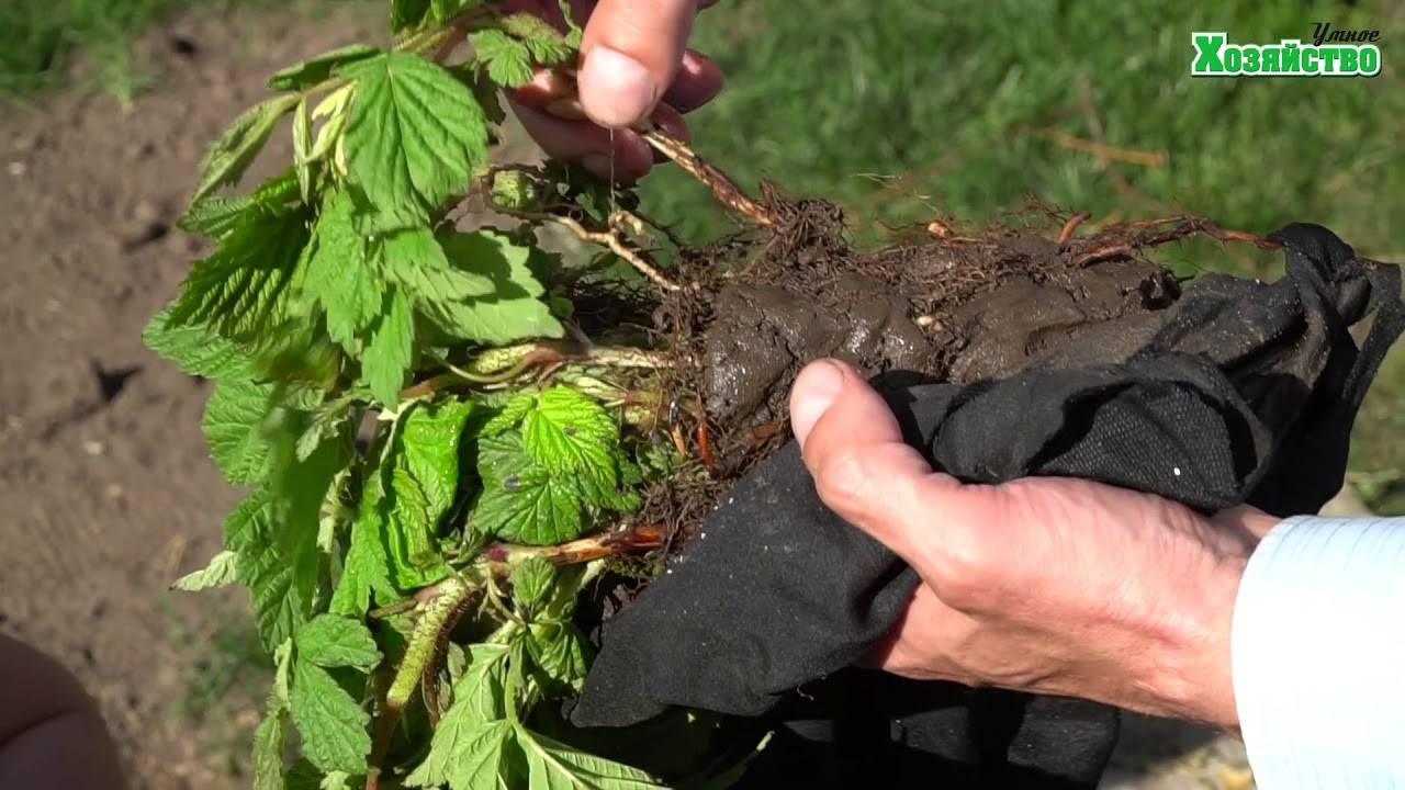 Как правильно сажать малину: пошаговая инструкция для начинающих. схема посадки малины