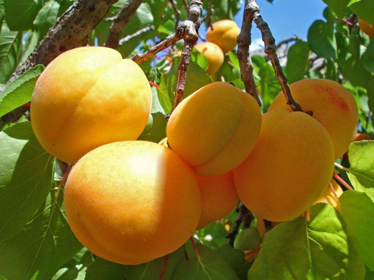 Прививки плодовых деревьев: правила и тонкости садовой "хирургии"