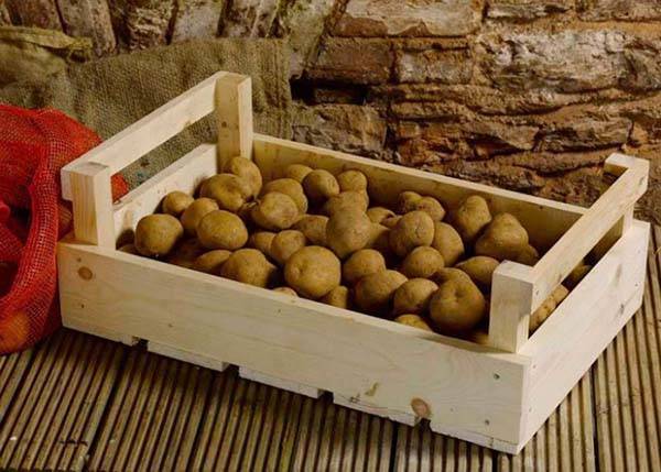 Как организовать хранение картофеля зимой так, чтобы он пролежал до весны