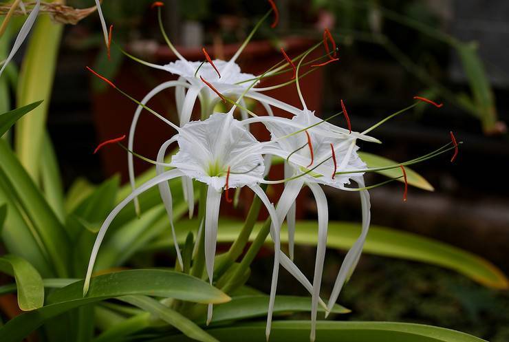 Выращивание необыкновенного цветка гименокаллиса