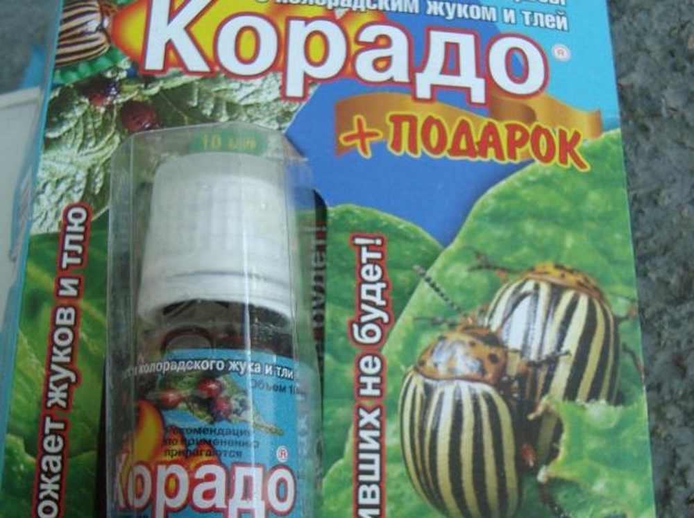 Препарат корадо от колорадского жука: особенность, использование, как разводить