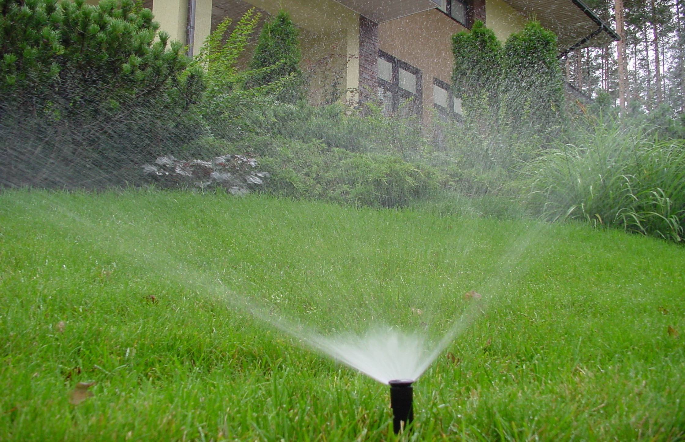 Как часто поливать газон после посадки или укладки?
