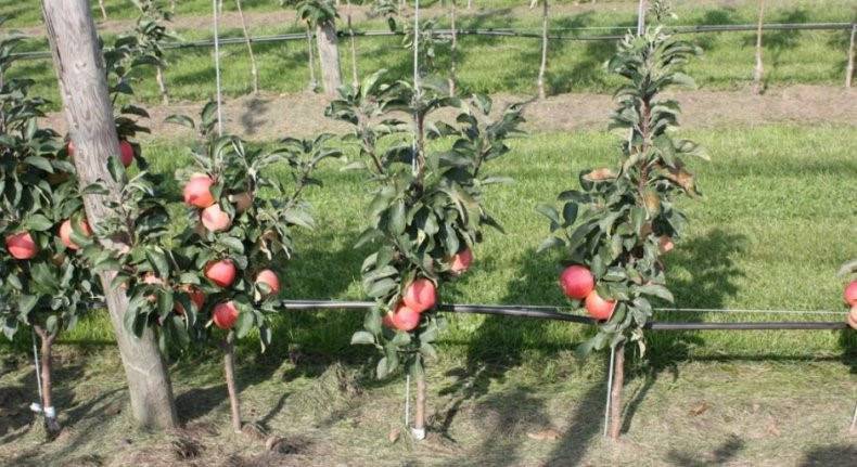 Колоновидная яблоня: описание, выращивание, лучшие сорта с фото